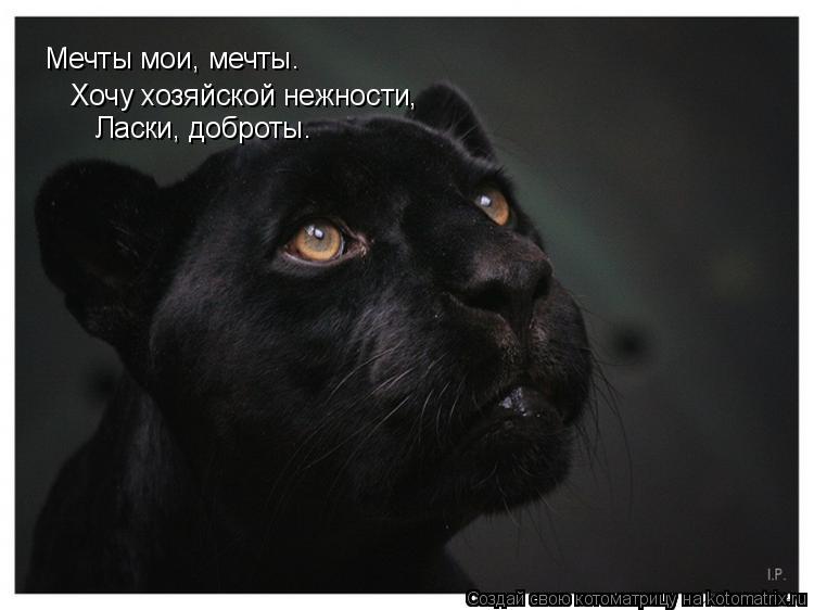 Котоматрица: Мечты мои, мечты. Хочу хозяйской нежности, Ласки, доброты.