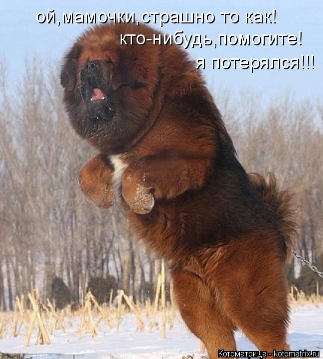 Котоматрица: ой,мамочки,страшно то как! кто-нибудь,помогите! я потерялся!!!