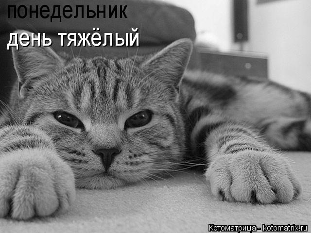 понедельник день тяжёлый... Котоматрица: понедельник день тяжёлый