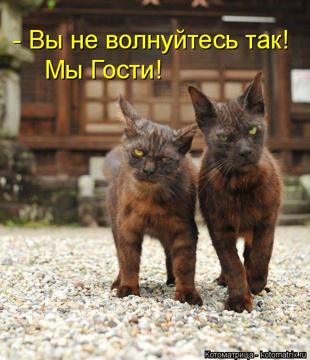 Котоматрица: - Вы не волнуйтесь так! Мы Гости!