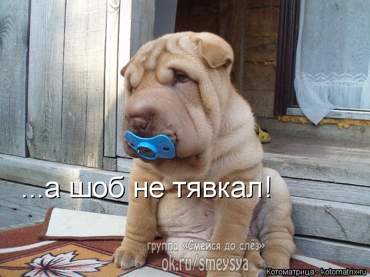 Котоматрица: ...а шоб не тявкал!