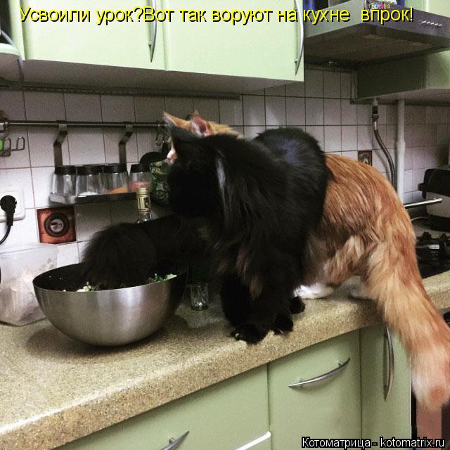 Котоматрица: Усвоили урок?Вот так воруют на кухне  впрок!