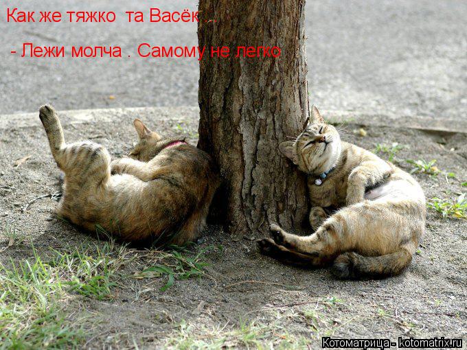 Как же тяжко та Васёк ... - Лежи молча . Самому не легко... Котоматрица: Как же тяжко та Васёк ... - Лежи молча . Самому не легко