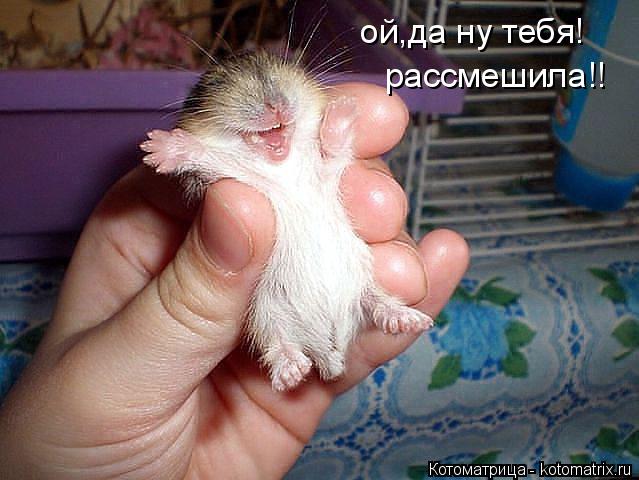 Котоматрица: ой,да ну тебя! рассмешила!!