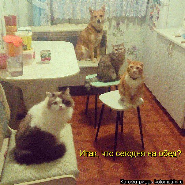 Котоматрица: Итак, что сегодня на обед?