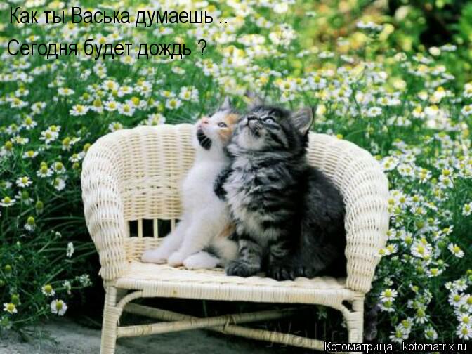 Как ты Васька думаешь .. Сегодня будет дождь ?... Котоматрица: Как ты Васька думаешь .. Сегодня будет дождь ?