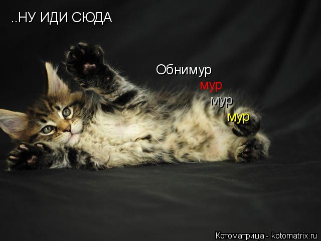 ..НУ ИДИ СЮДА Обнимур мур мур мур... Котоматрица: ..НУ ИДИ СЮДА Обнимур мур мур мур