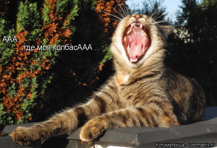 Котоматрица: где моя колбасААА .. ААА ..