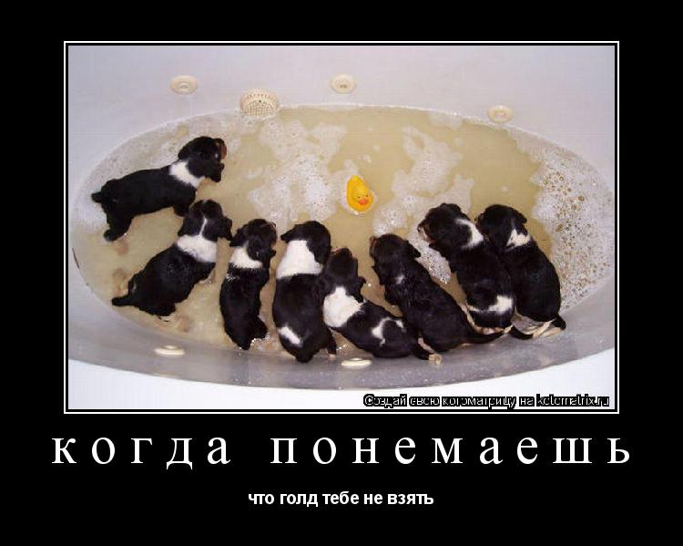 когда понемаешь что голд тебе не взять... Котоматрица: когда понемаешь что голд тебе не взять