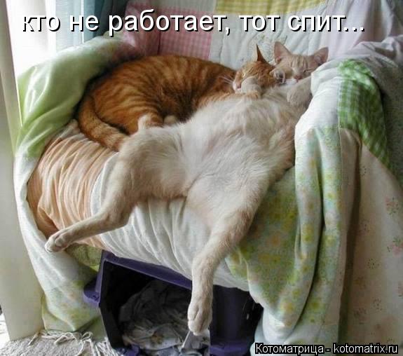 кто не работает, тот спит...... Котоматрица: кто не работает, тот спит...