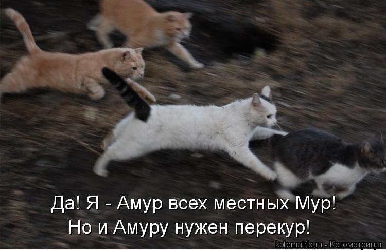 Да! Я - Амур всех местных Мур! Но и Амуру нужен перекур!... Котоматрица: Да! Я - Амур всех местных Мур! Но и Амуру нужен перекур!