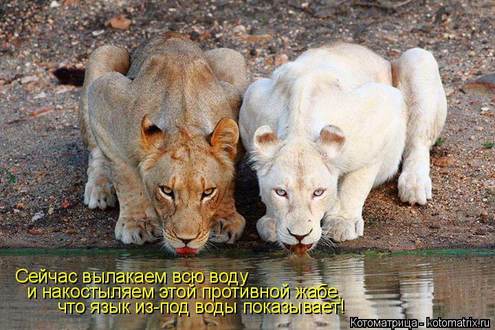 Сейчас вылакаем всю воду и накостыляем этой противной жабе, что язык из-под воды показывает!... Котоматрица: Сейчас вылакаем всю воду и накостыляем этой противной жабе, что язык из-под воды показывает!