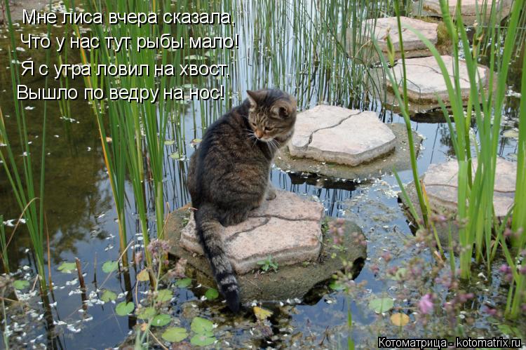Мне лиса вчера сказала, Я с утра ловил на хвост, Вышло по ведру на нос! Что у нас тут рыбы мало!... Котоматрица: Мне лиса вчера сказала, Я с утра ловил на хвост, Вышло по ведру на нос! Что у нас тут рыбы мало!