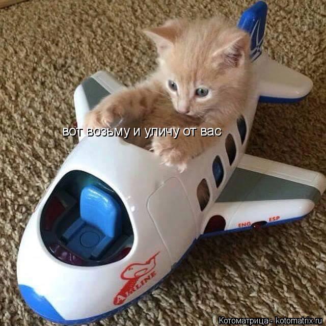 вот возьму и уличу от вас... Котоматрица: вот возьму и уличу от вас