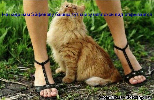 Котоматрица: Не надо нам Эйфелеву башню,тут снизу неплохой вид открывается