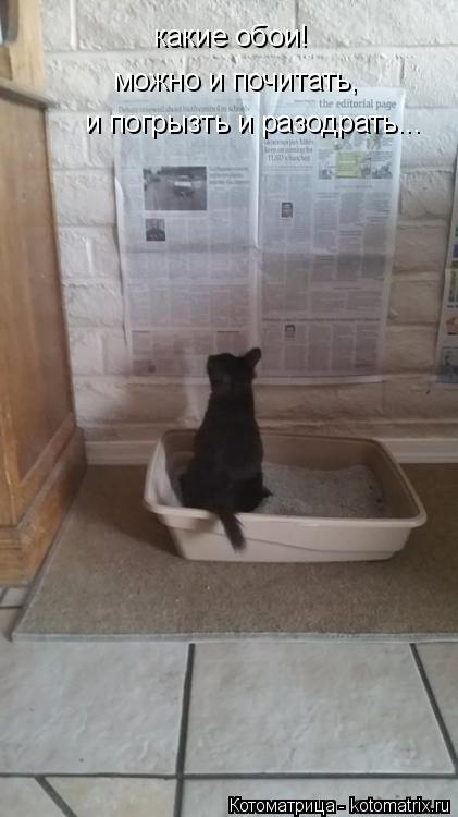 какие обои! можно и почитать, и погрызть и разодрать...... Котоматрица: какие обои! можно и почитать, и погрызть и разодрать...