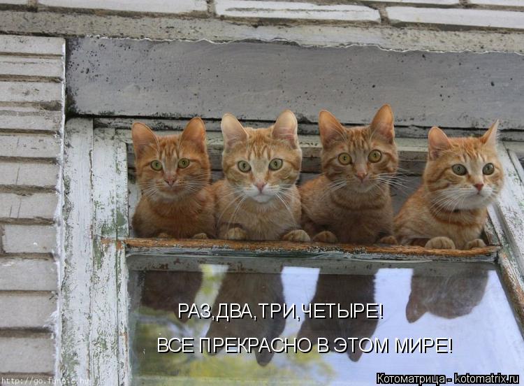 ВСЕ ПРЕКРАСНО В ЭТОМ МИРЕ! РАЗ,ДВА,ТРИ,ЧЕТЫРЕ!... Котоматрица: ВСЕ ПРЕКРАСНО В ЭТОМ МИРЕ! РАЗ,ДВА,ТРИ,ЧЕТЫРЕ!