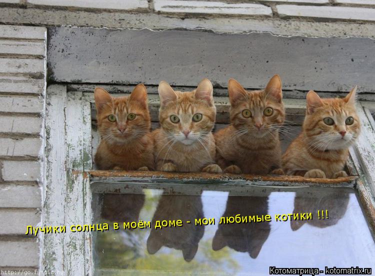 Лучики солнца в моём доме - мои любимые котики !!!... Котоматрица: Лучики солнца в моём доме - мои любимые котики !!!
