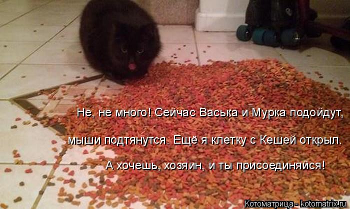 Не, не много! Сейчас Васька и Мурка подойдут, А хочешь, хозяин, и ты присоединяйся! мыши подтянутся. ... Котоматрица: Не, не много! Сейчас Васька и Мурка подойдут, А хочешь, хозяин, и ты присоединяйся! мыши подтянутся. Ещё я клетку с Кешей открыл.