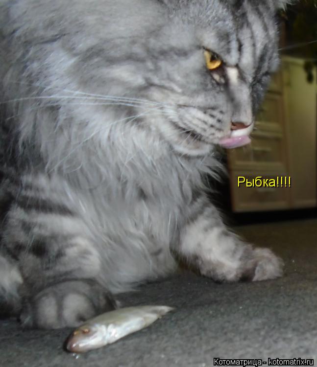 Котоматрица: Рыбка!!!!