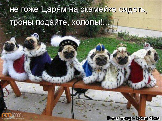 не гоже Царям на скамейке сидеть, троны подайте, холопы!...... Котоматрица: не гоже Царям на скамейке сидеть, троны подайте, холопы!...