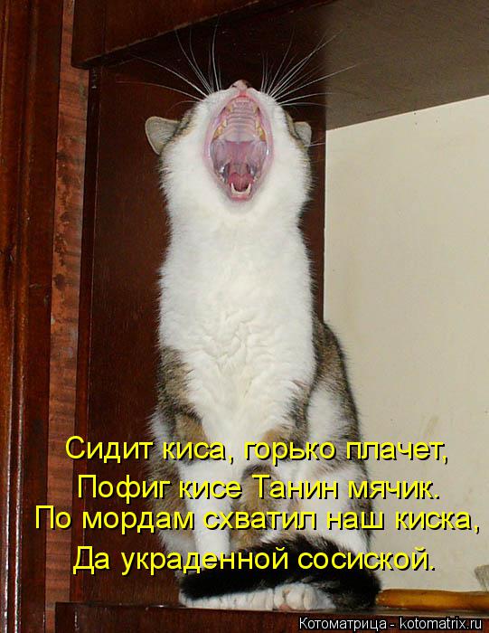 По мордам схватил наш киска, Да украденной сосиской. Пофиг кисе Танин мячик. Сидит киса, горько плаче... Котоматрица: По мордам схватил наш киска, Да украденной сосиской. Пофиг кисе Танин мячик. Сидит киса, горько плачет,