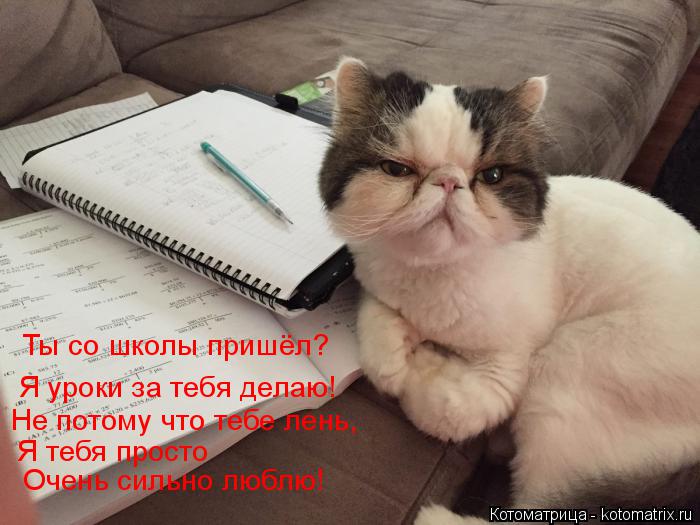 Ты со школы пришёл? Я уроки за тебя делаю! Не потому что тебе лень, Я тебя просто Очень сильно любл... Котоматрица: Ты со школы пришёл? Я уроки за тебя делаю! Не потому что тебе лень, Я тебя просто Очень сильно люблю!