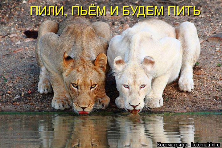 ПИЛИ, ПЬЁМ И БУДЕМ ПИТЬ... Котоматрица: ПИЛИ, ПЬЁМ И БУДЕМ ПИТЬ