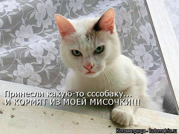 Принесли какую-то сссобаку... И КОРМЯТ ИЗ МОЕЙ МИСОЧКИ!!!... Котоматрица: Принесли какую-то сссобаку... И КОРМЯТ ИЗ МОЕЙ МИСОЧКИ!!!