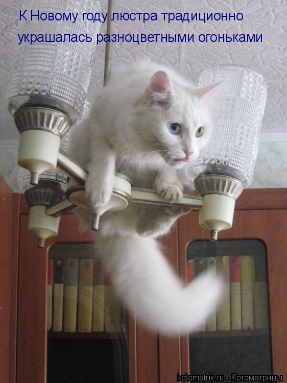 К Новому году люстра традиционно украшалась разноцветными огоньками... Котоматрица: К Новому году люстра традиционно украшалась разноцветными огоньками