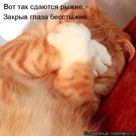 Котоматрица: Вот так сдаются рыжие, Закрыв глаза бесстыжие...