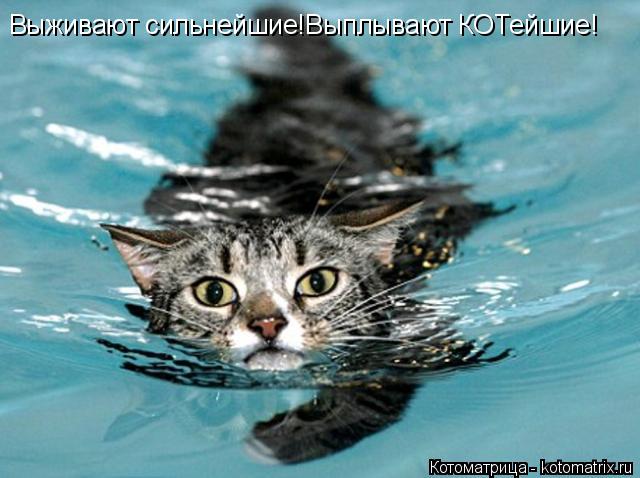 Выживают сильнейшие!Выплывают КОТейшие!... Котоматрица: Выживают сильнейшие!Выплывают КОТейшие!