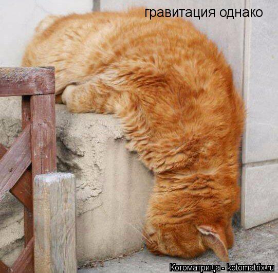гравитация однако... Котоматрица: гравитация однако
