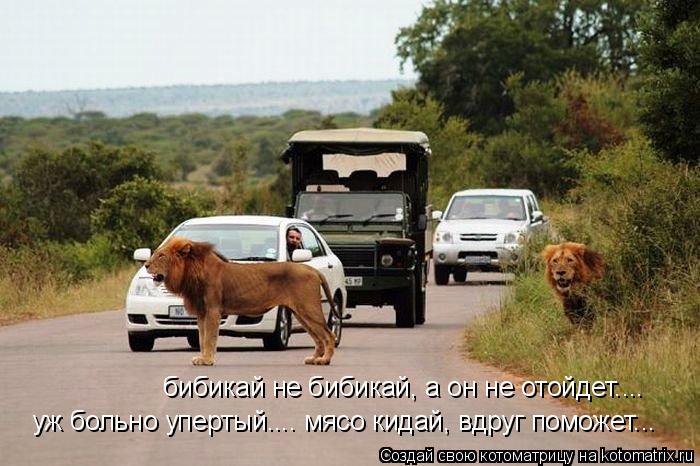 бибикай не бибикай, а он не отойдет.... уж больно упертый.... мясо кидай, вдруг поможет...... Котоматрица: бибикай не бибикай, а он не отойдет.... уж больно упертый.... мясо кидай, вдруг поможет...