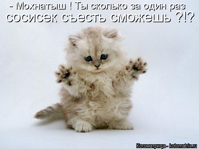 сосисек съесть сможешь ?!? - Мохнатыш ! Ты сколько за один раз... Котоматрица: сосисек съесть сможешь ?!? - Мохнатыш ! Ты сколько за один раз