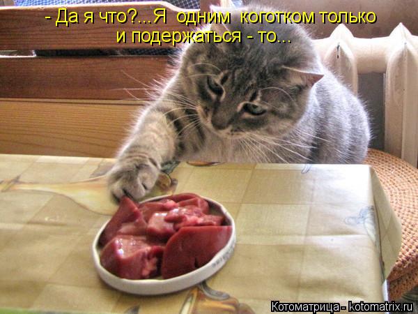 - Да я что?...Я одним коготком только и подержаться - то...... Котоматрица: - Да я что?...Я одним коготком только и подержаться - то...