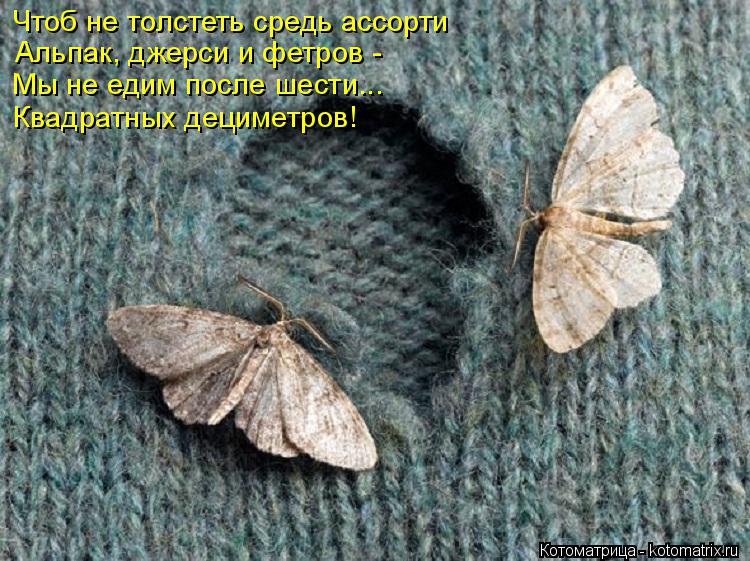 Чтоб не толстеть средь ассорти Альпак, джерси и фетров - Мы не едим после шести... Квадратных децимет... Котоматрица: Чтоб не толстеть средь ассорти Альпак, джерси и фетров - Мы не едим после шести... Квадратных дециметров!
