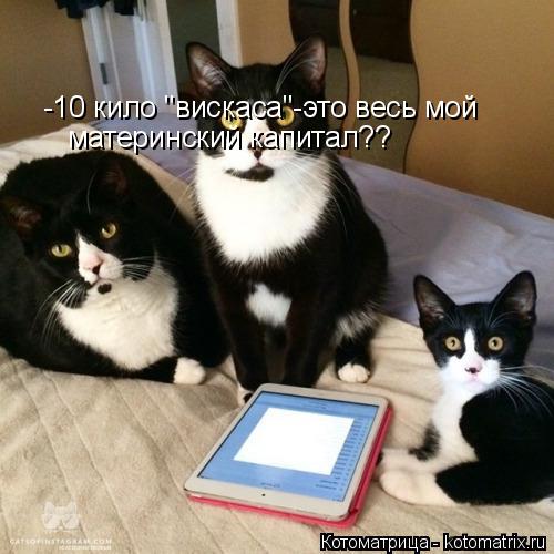 Котоматрица: -10 кило "вискаса"-это весь мой материнский капитал??