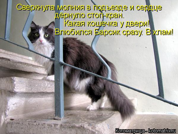Сверкнула молния в подъезде и сердце дёрнуло стоп-кран. Какая кошечка у двери! Влюбился Барсик сразу... Котоматрица: Сверкнула молния в подъезде и сердце дёрнуло стоп-кран. Какая кошечка у двери! Влюбился Барсик сразу. В хлам!
