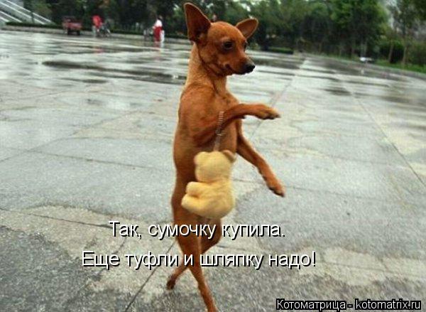 Так, сумочку купила. Еще туфли и шляпку надо!... Котоматрица: Так, сумочку купила. Еще туфли и шляпку надо!