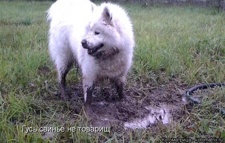 Гусь свинье не товарищ... Котоматрица: Гусь свинье не товарищ