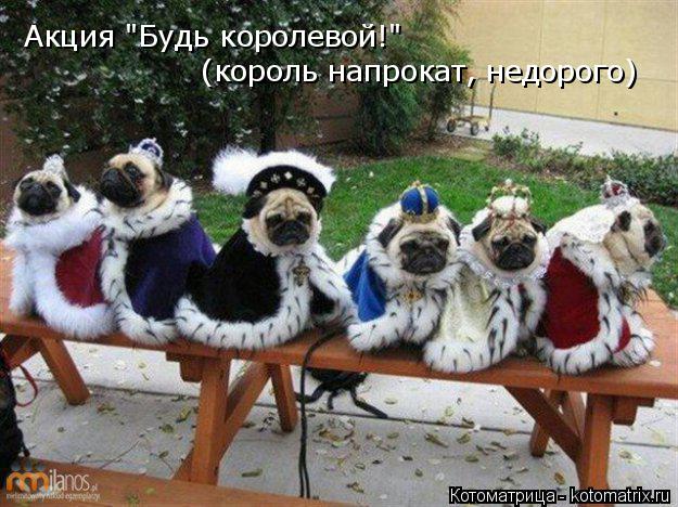 Акция "Будь королевой!" (король напрокат, недорого)... Котоматрица: Акция "Будь королевой!" (король напрокат, недорого)