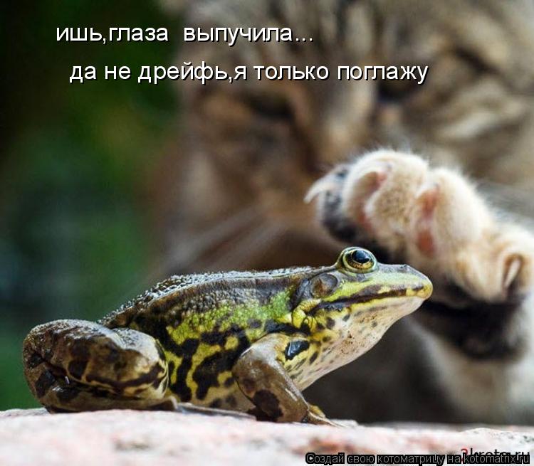 ишь,глаза выпучила... да не дрейфь,я только поглажу... Котоматрица: ишь,глаза выпучила... да не дрейфь,я только поглажу