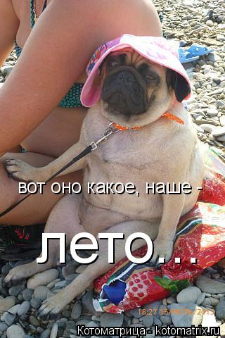 Котоматрица: вот оно какое, наше -  лето...