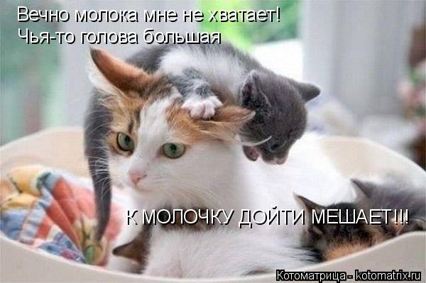 Вечно молока мне не хватает! Чья-то голова большая К МОЛОЧКУ ДОЙТИ МЕШАЕТ!!!... Котоматрица: Вечно молока мне не хватает! Чья-то голова большая К МОЛОЧКУ ДОЙТИ МЕШАЕТ!!!