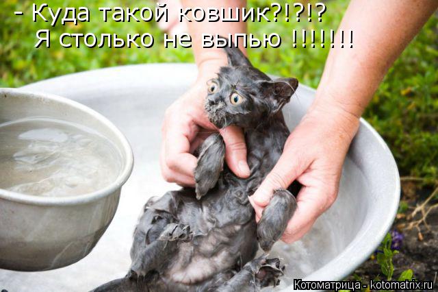 - Куда такой ковшик?!?!? Я столько не выпью !!!!!!!... Котоматрица: - Куда такой ковшик?!?!? Я столько не выпью !!!!!!!