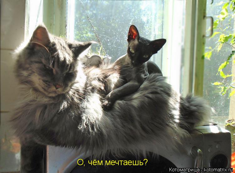 О, чём мечтаешь?... Котоматрица: О, чём мечтаешь?