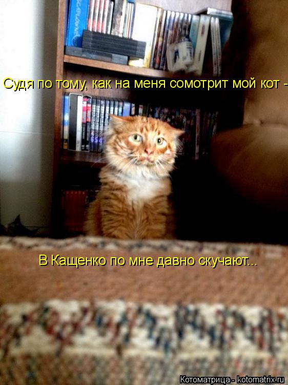 Судя по тому, как на меня сомотрит мой кот - В Кащенко по мне давно скучают...... Котоматрица: Судя по тому, как на меня сомотрит мой кот - В Кащенко по мне давно скучают...