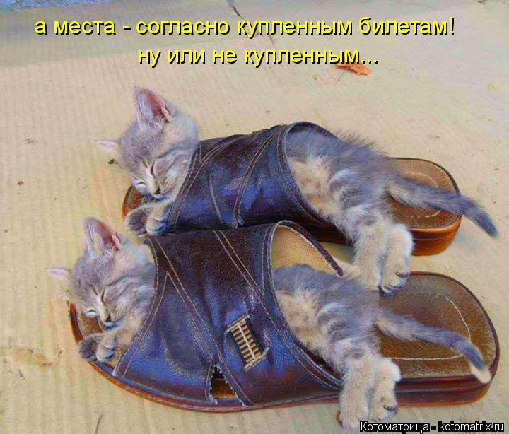 а места - согласно купленным билетам! ну или не купленным...... Котоматрица: а места - согласно купленным билетам! ну или не купленным...