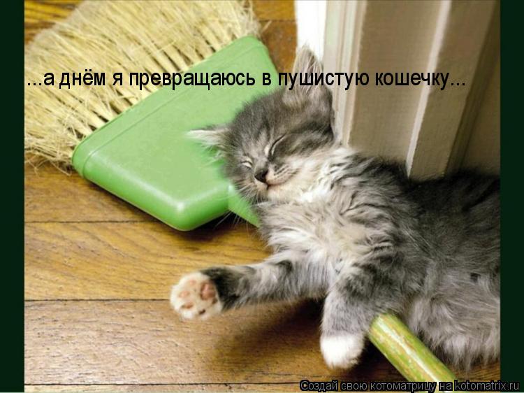 ...а днём я превращаюсь в пушистую кошечку...... Котоматрица: ...а днём я превращаюсь в пушистую кошечку...